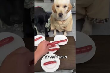 マジで? もうダメだ！ 😤🐶