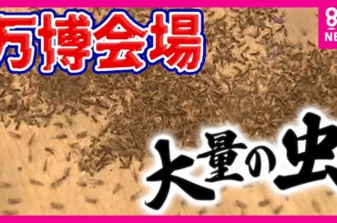 【万博】「虫」が大量発生…大屋根リングの上は大パニック　SNS上でも万博会場の虫が話題に　防虫スプレーは効果期待できず　夕方の活動時間を避けることが効果的　虫の正体は「ユスリカ」〈カンテレNEWS〉