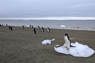 ペンギンのふん、南極で地球温暖化の影響を抑える可能性－研究結果 - Bloomberg