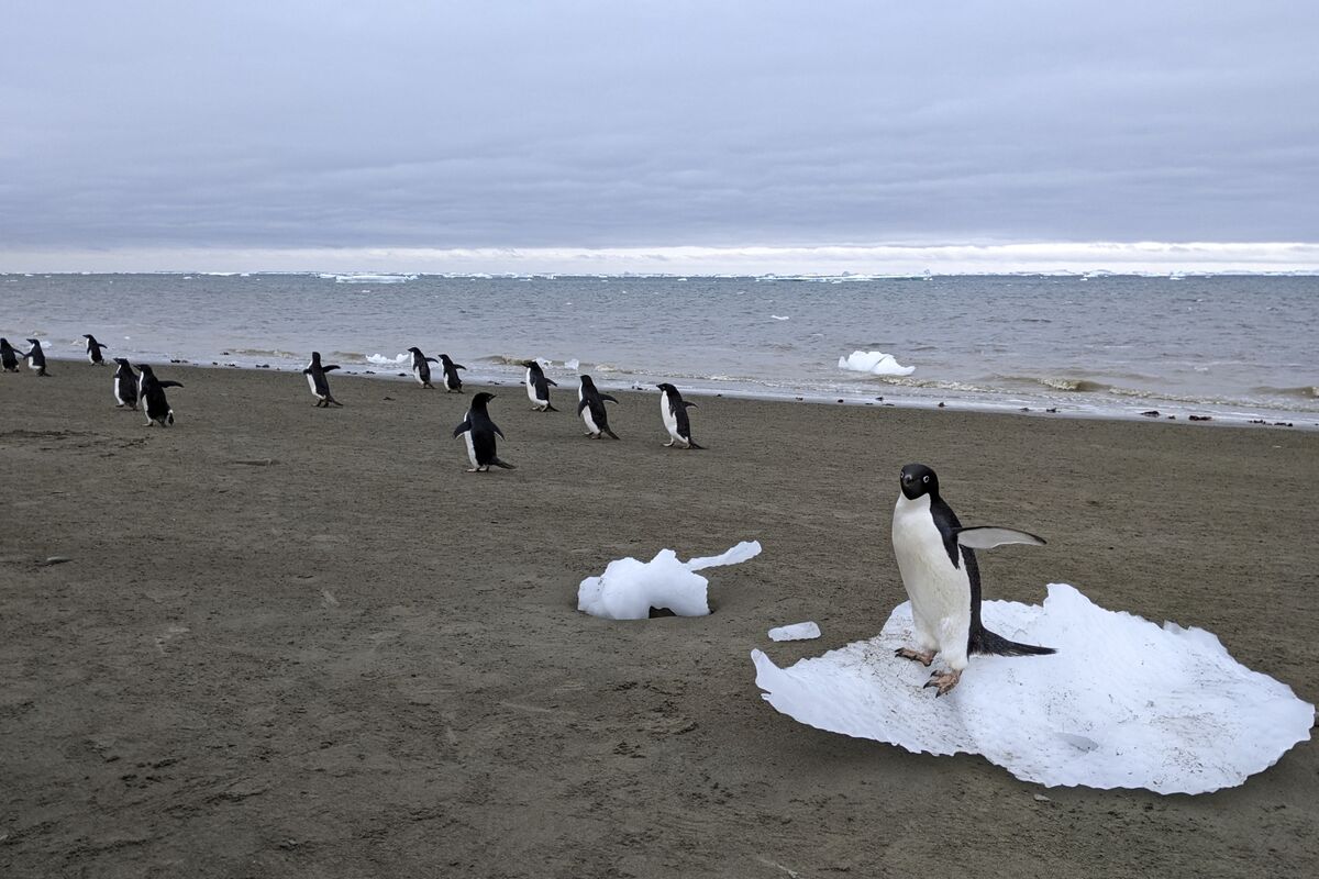 ペンギンのふん、南極で地球温暖化の影響を抑える可能性-研究結果 – Bloomberg ペンギンのふん、南極で地球温暖化の影響を抑える可能性-研究結果 - Bloomberg