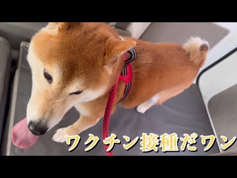 2025年5月27日ワクチン接種でお疲れ気味のむぎちゃんといつでも元気なぎんちゃんなのだ