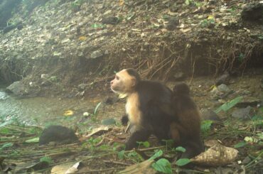 種の違う赤ちゃんを「誘拐」したサルの衝撃映像　理由は謎、退屈しのぎの流行か - CNN.co.jp