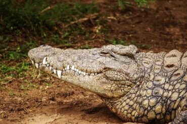 【動画】閲覧注意：男性がワニに腕と脚をかまれる「30分の恐怖」 - ニューズウィーク日本版 オフィシャルサイト