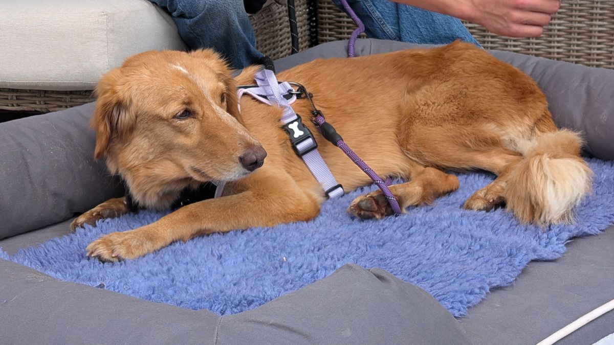 160キロを旅した保護犬、島まで泳いで海上で救助 保護主と無事再会 英 – CNN.co.jp 160キロを旅した保護犬、島まで泳いで海上で救助 保護主と無事再会 英 - CNN.co.jp