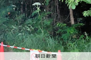 触ると皮膚ただれる危険植物「バイカルハナウド」か 北海道大に自生 [北海道] - 朝日新聞