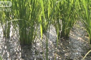 空梅雨で猛暑＆水不足の懸念　田んぼの水温36℃…農家「不作もあり得る」