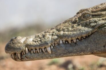突然ワニに襲われ、水中へ...男性が突いた「ワニの急所」とは - ニューズウィーク日本版 オフィシャルサイト