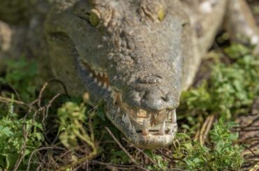 【動画】ワニに襲われた男性の「最期」...遺体発見の瞬間が映像に残されていた - ニューズウィーク日本版 オフィシャルサイト