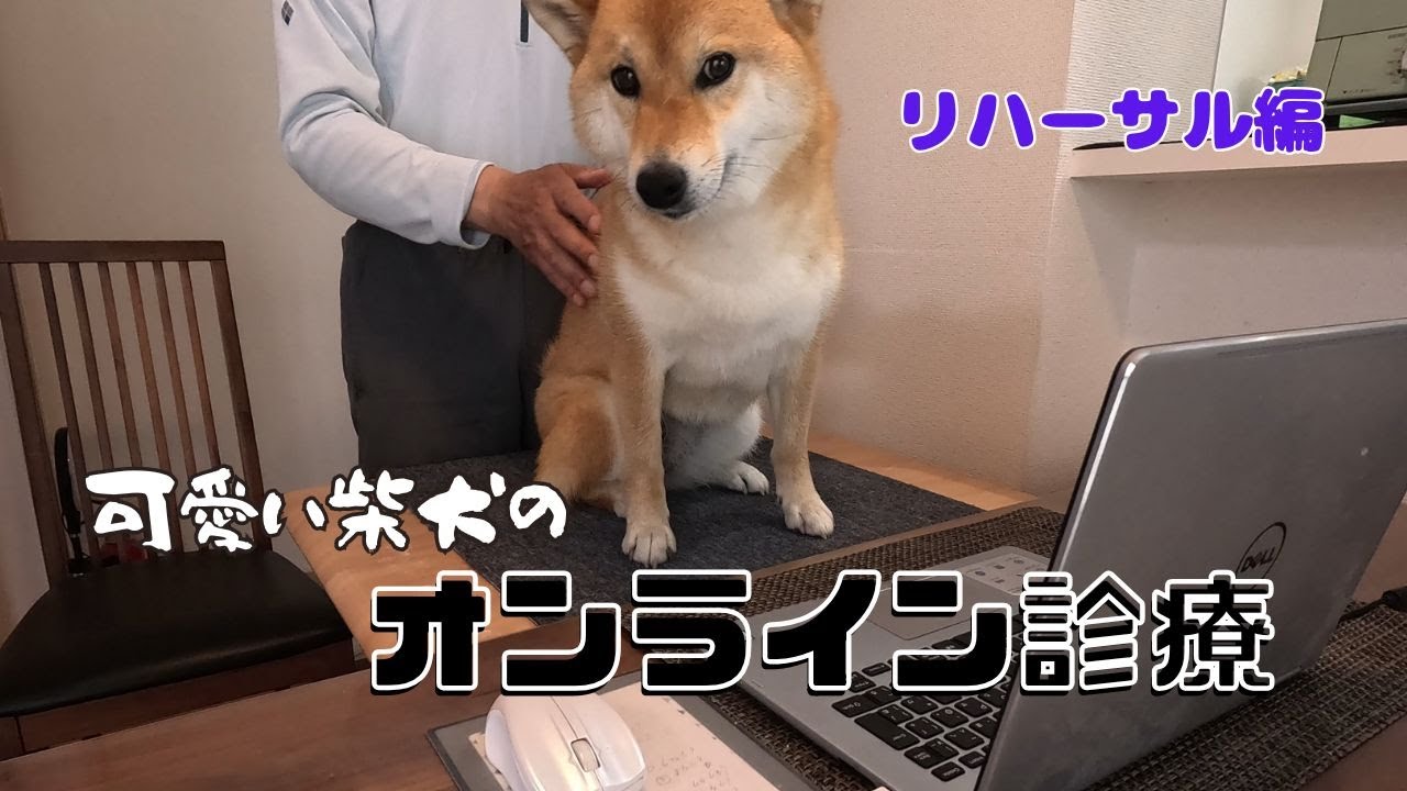 この柴犬のオンライン診療リハーサルが可愛すぎる!