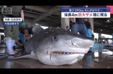 体長4メートル巨大ザメ　港でつりあげ　日本の海に接近中？【スーパーJチャンネル】(2025年7月15日)