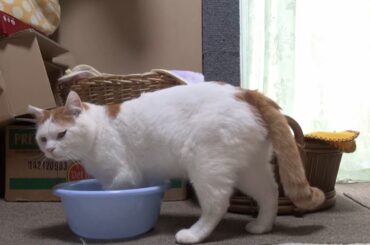 やっぱり猫って「液体」じゃん…！ 小さいボウルを選んですっぽり入る猫ちゃんに大反響「どんだけ狭いとこ好きなんw」 | オトナンサー