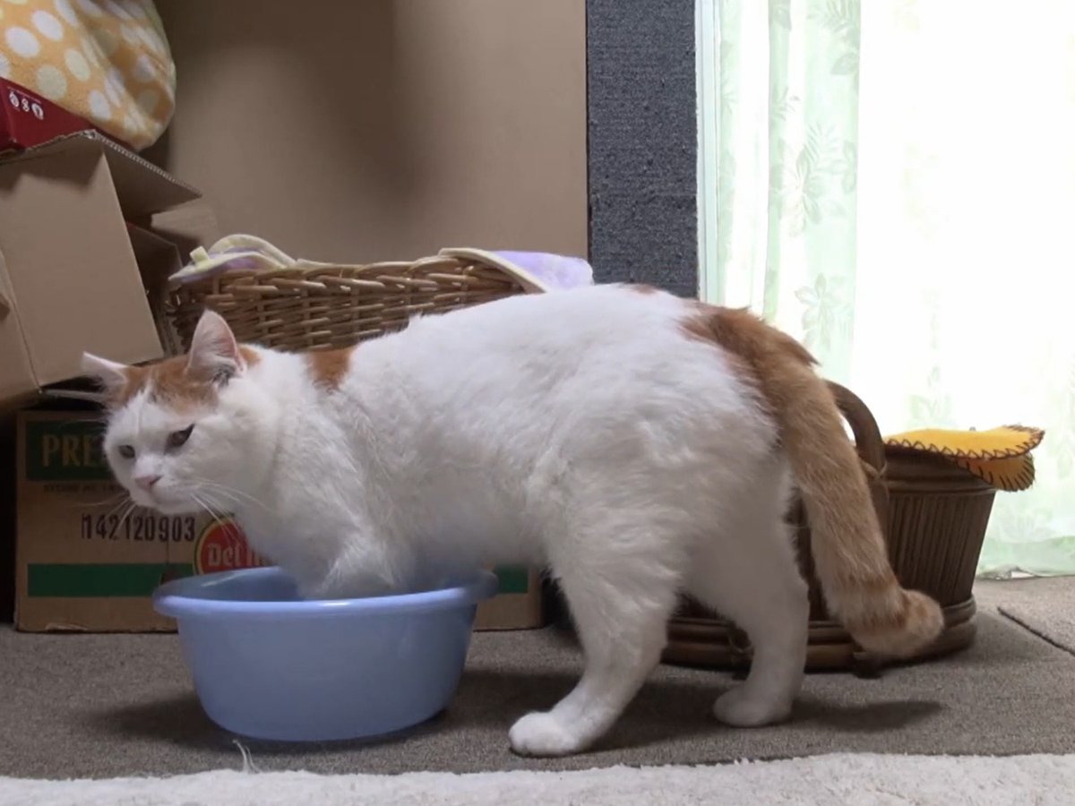 やっぱり猫って「液体」じゃん…! 小さいボウルを選んですっぽり入る猫ちゃんに大反響「どんだけ狭いとこ好きなんw」 | オトナンサー やっぱり猫って「液体」じゃん…! 小さいボウルを選んですっぽり入る猫ちゃんに大反響「どんだけ狭いとこ好きなんw」 | オトナンサー