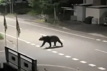 「前例なし」4年越しのクマ襲撃なぜ 福島町 専門家「人間を狙っていた」 - 北海道新聞デジタル