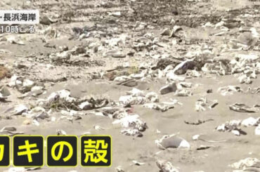 大量の「カキの殻」で海開き中止に 割れて尖り、素足で踏むとケガの恐れ…市担当者「養殖施設から流れついたか」宮城・石巻市 - ｄメニューニュース