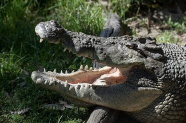 ワニに襲われた直後の「現場映像」に緊張走る...捜索隊が発見した「衝撃の痕跡」 - ニューズウィーク日本版 オフィシャルサイト