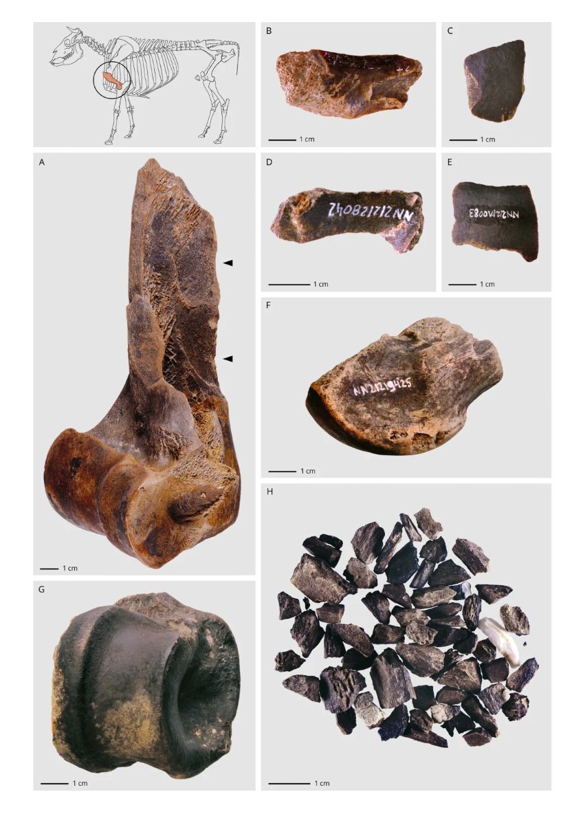 研究者らはネアンデルタール人が動物の骨を細かく砕き、数時間煮込んで栄養素を抽出していたと考えている/Kindler/LEIZA-Monrepos