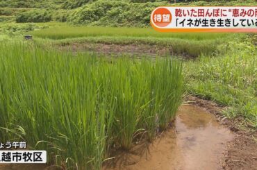 【水不足】コメ農家に“恵みの雨”　上越市は節水継続を前提に9月10日まで断水回避方針《新潟》