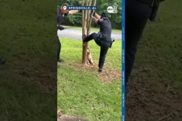 [WATCH THIS] : Officers lend a hand to help Coyote stuck in tree
