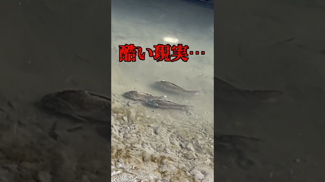 【バス釣り】これが水が抜かれた現実です。 #shorts #バス釣り