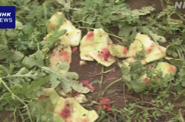 北海道 江差町 スイカ約80個食い荒らされる またヒグマか - nhk.or.jp