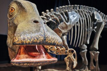 500本の歯が14日で生え変わる奇妙な恐竜、いったいなぜ？ | ナショナル ジオグラフィック日本版サイト