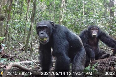チンパンジーのアルコール摂取量、「1日2.5杯分」と判明、研究 | ナショナル ジオグラフィック日本版サイト