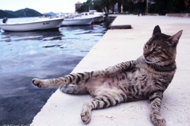 赤トラ猫が盗み食い、魚を売っていた漁師さんにそれを言うと胸アツな返事が ドゥブロヴニク近くの3つの島で出会った猫たち(1/5) | JBpress (ジェイビープレス)