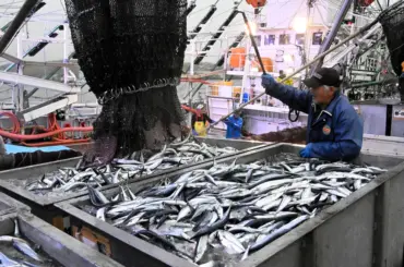 サンマ豊漁で13年ぶり操業制限 根室・花咲で受け入れに支障 全船対象に24～48時間 - 北海道新聞デジタル