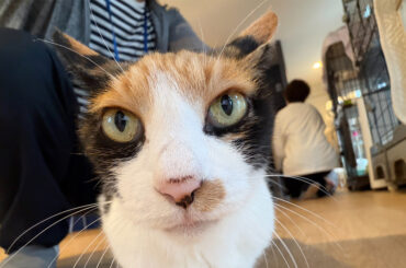 「iPhone 17 Pro」は最高のお気軽室内猫撮影スマホだった！ - ASCII.jp