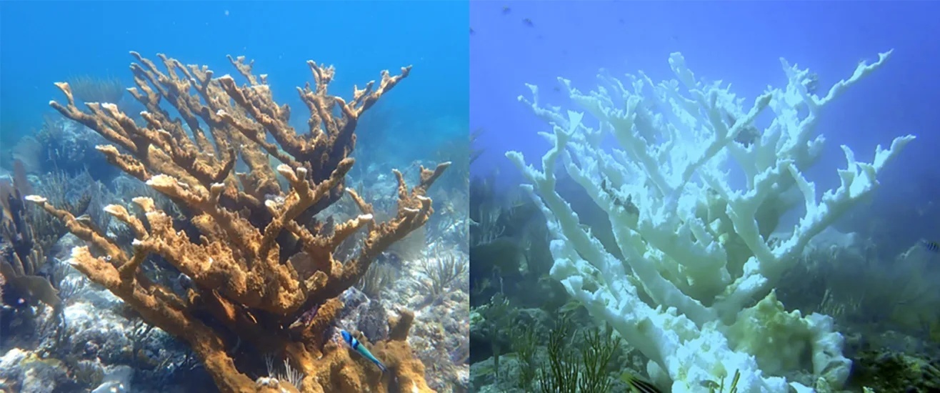 フロリダ沖のエルクホーンサンゴ。左は２０２３年６月、右は同年９月時点のもの/Ross Cunning/Shedd Aquarium