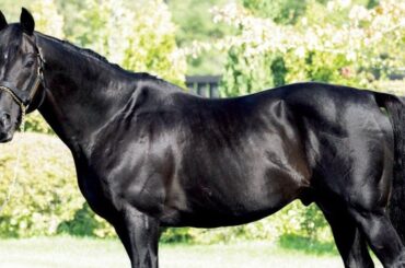 サンデーサイレンスでもディープインパクトでもなく…《日本競馬史上初の父子三代リーディング》種牡馬キズナの成功を示す“73.9%” 父ディープとの違い - 競馬 - Number Web