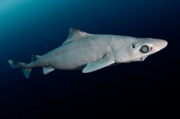 化粧品のために乱獲される深海ザメ、新たな規制で救えるか - CNN.co.jp