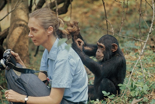 1970年代のゴンベで、幼いフロイトがグドールの髪を調べる。彼女の研究に人々が魅了された理由の一つは、チンパンジーと親密な関係を築いたためだ。研究者たちは現在、野生のチンパンジーとの身体的な接触を避けている。（PHOTOGRAPH BY DEREK BRYCESON）