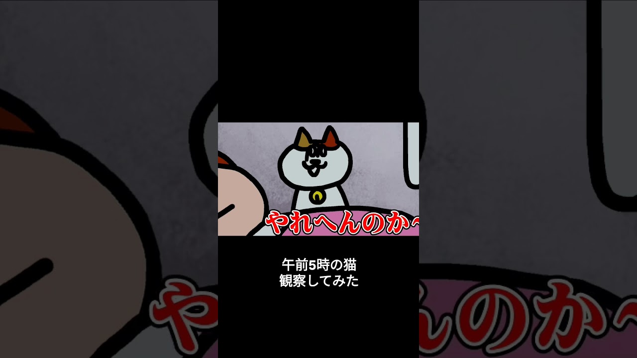 早朝の猫、観察してみました|ナミミコ #shorts