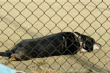 グラウンドで飼い主待ち続け… 火災で取り残された犬を保護 大分 - 毎日新聞