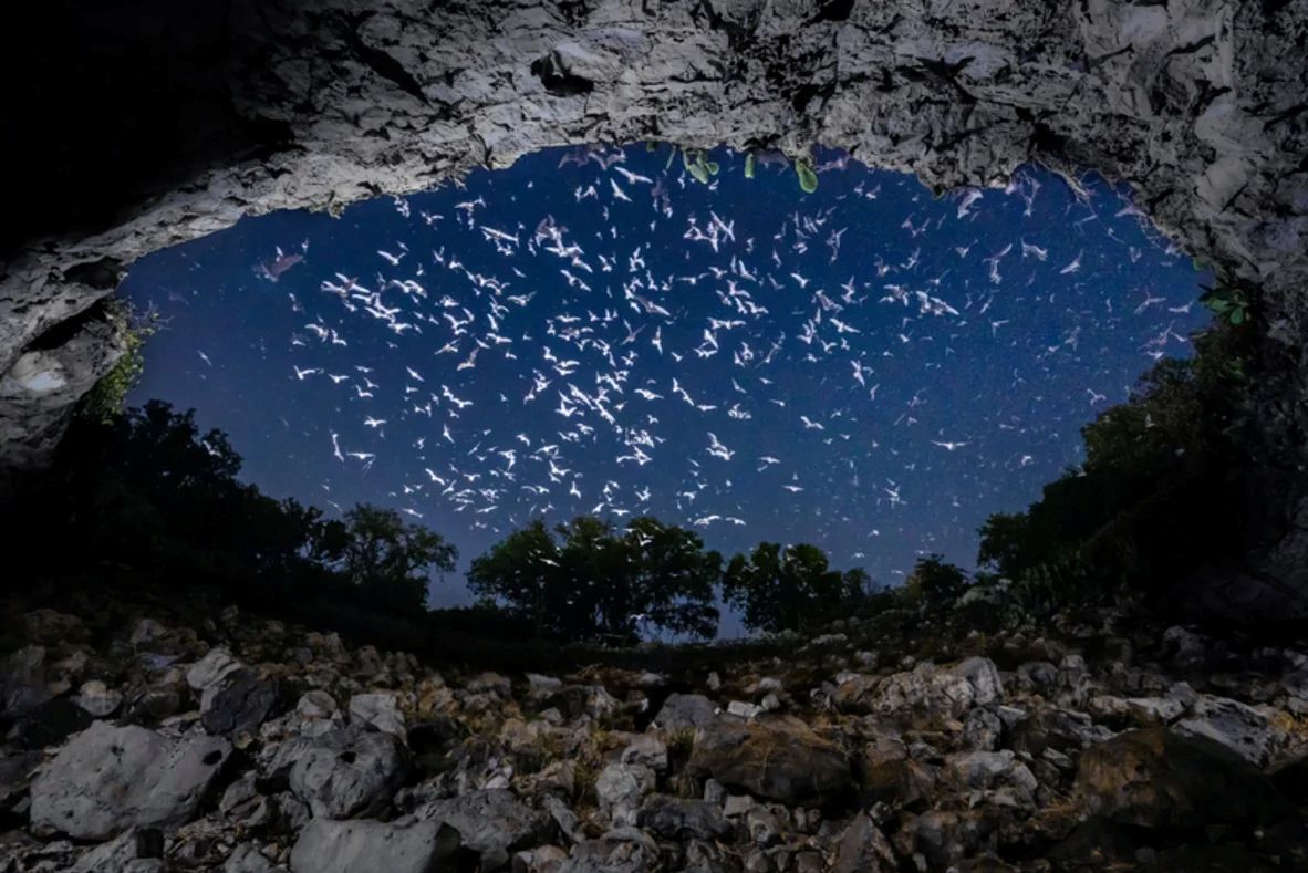 世界には1400種を超えるコウモリが生息している/Josh Hydeman/Bat Conservation International