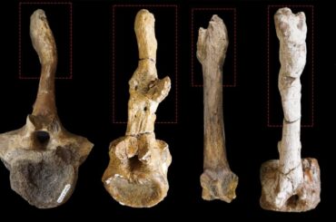 恐竜の性別、交尾時の負傷の痕跡で特定可能か　新研究 - CNN.co.jp