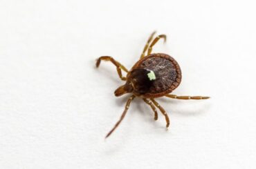 ダニ刺されで発症する赤身肉アレルギーで初の死亡例、キャンプで数十匹に刺される　米 - CNN.co.jp