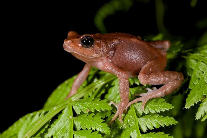 これまで知られていなかったコモチヒキガエル属の新種は、体色や模様が非常にバラエティーに富んでいる/Michele Menegon