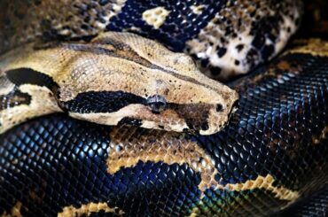 【動画】驚愕：6メートルの怪物級ニシキヘビが男性を襲撃 - ニューズウィーク日本版 オフィシャルサイト