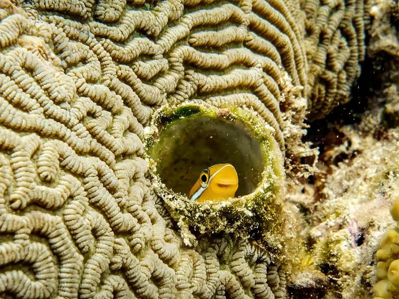 『いないいないばあ』