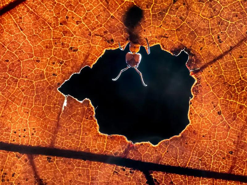 『こんにちは、世界』