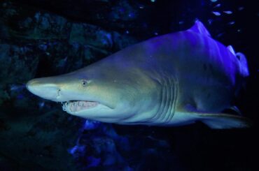 横浜・八景島シーパラダイスで“サメ特化”の特別展、サメが泳ぐアーチ水槽＆ふれあい体験も - ファッションプレス