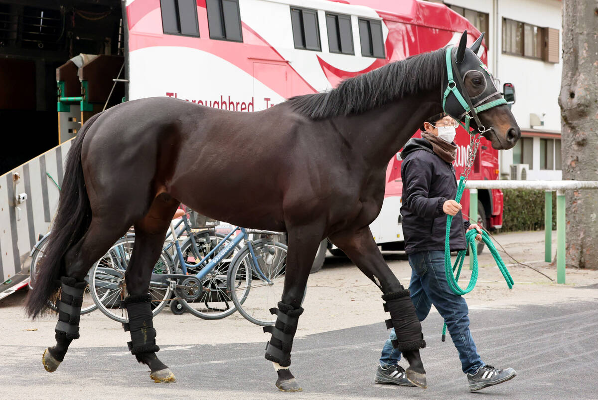 中山競馬場に到着したジャスティンパレス(カメラ・高橋 由二)