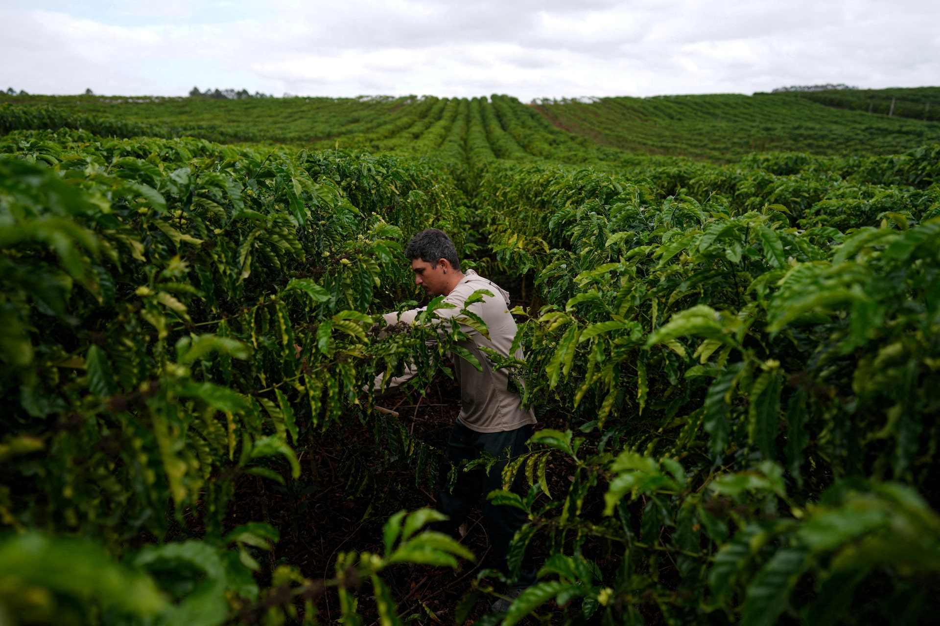 アングル：ブラジルのコーヒー農家、気候変動でロブスタ種に移行