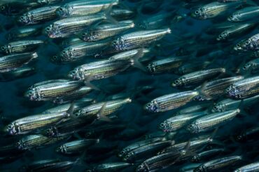 魚のえらを模倣、マイクロプラスチックを補足する洗濯機用フィルター | WIRED.jp