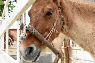 琉球競馬　石垣から出場　2頭出発、優勝目指す