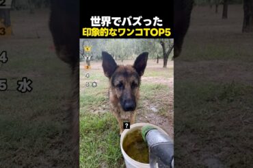 世界でバズった印象が強い個性的なワンコたちTOP5