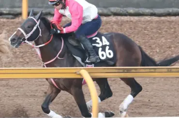 【競馬展望シンザン記念】バルセシートがマイルに戻って反撃へ　関東馬モノポリオは1F短縮で初マイル照準 - スポニチ Sponichi Annex ギャンブル