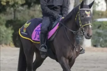 【フェアリーS】ピエドゥラパン　初コースも千葉師期待「いい競馬できれば春の牝馬クラシックも楽しみ」 - スポニチ Sponichi Annex ギャンブル